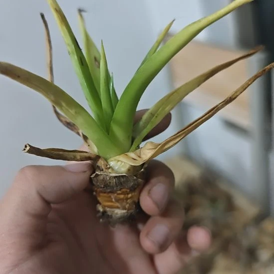 一物一拍，沙漠凤梨！！！