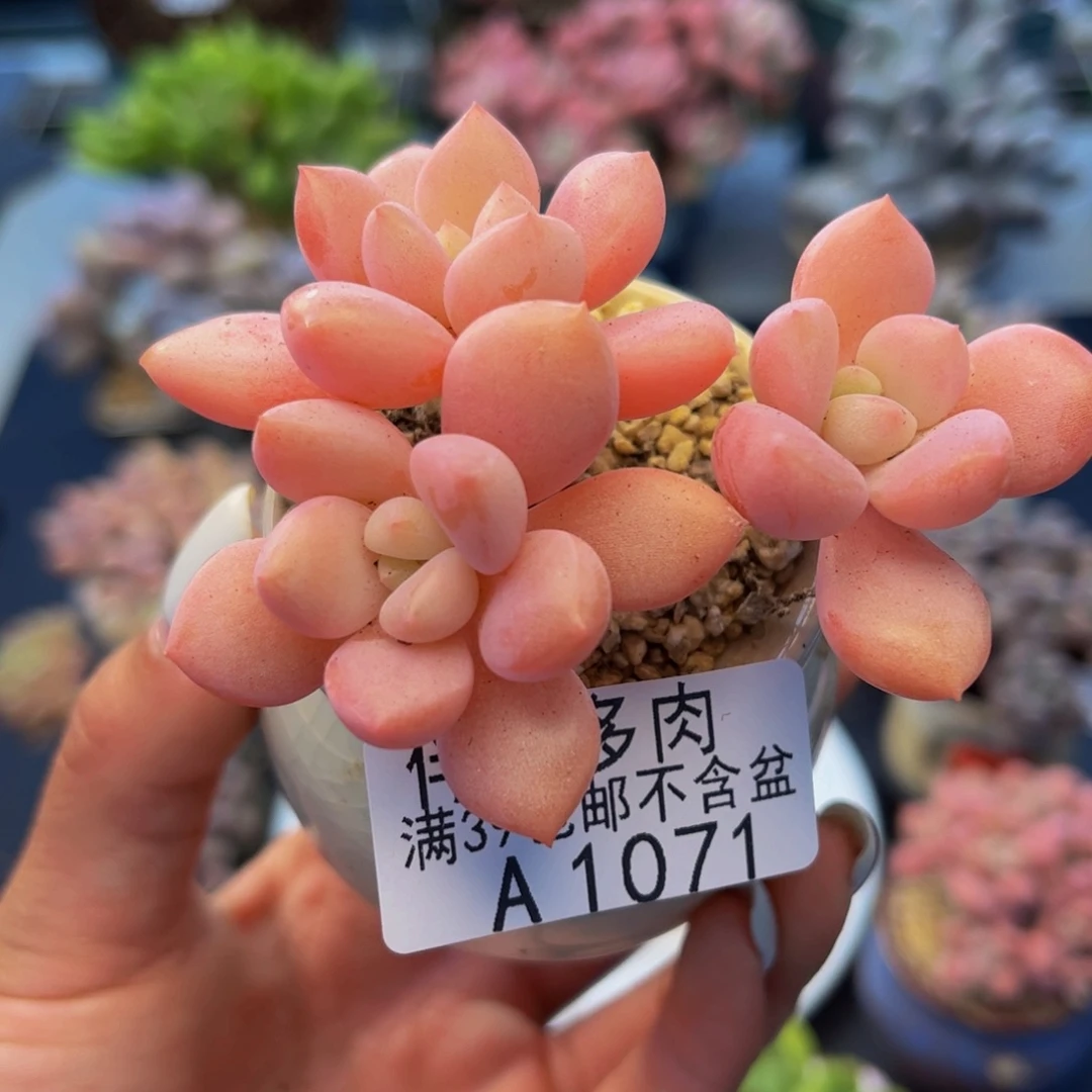 1071-粉桃花多肉5cm