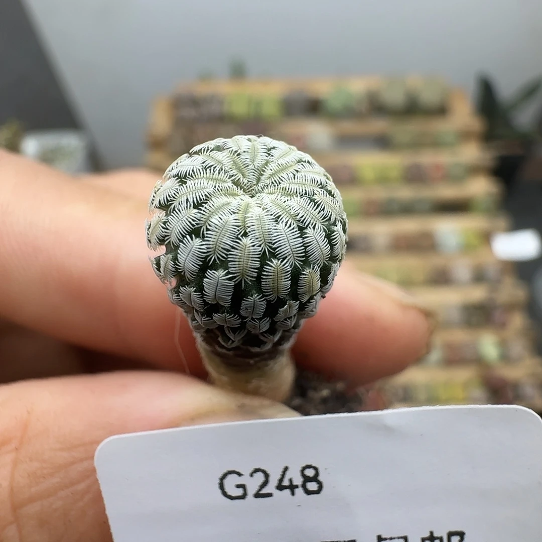 248精巧殿哈哈哈哈哈哈