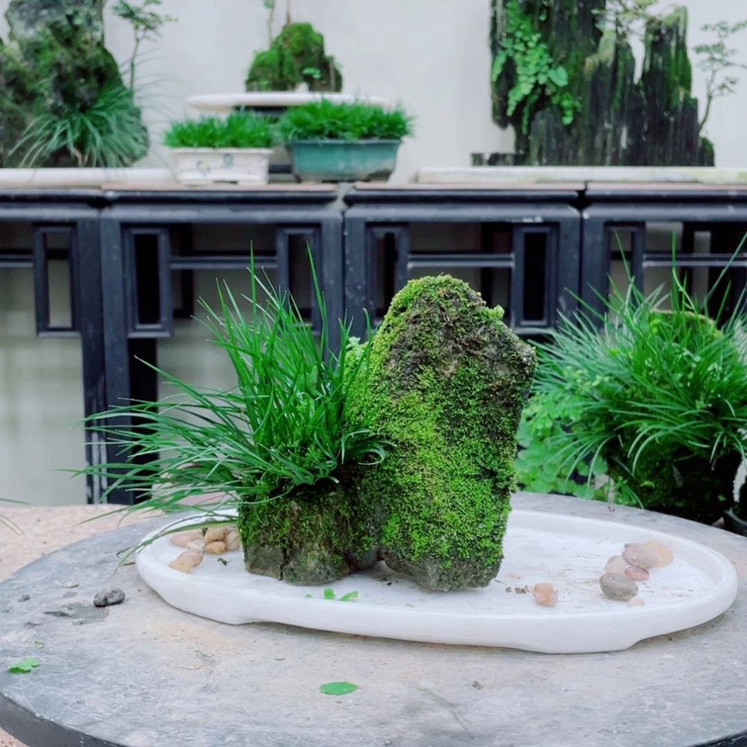 无铅玻璃T*Z铁线蕨等植物的生长