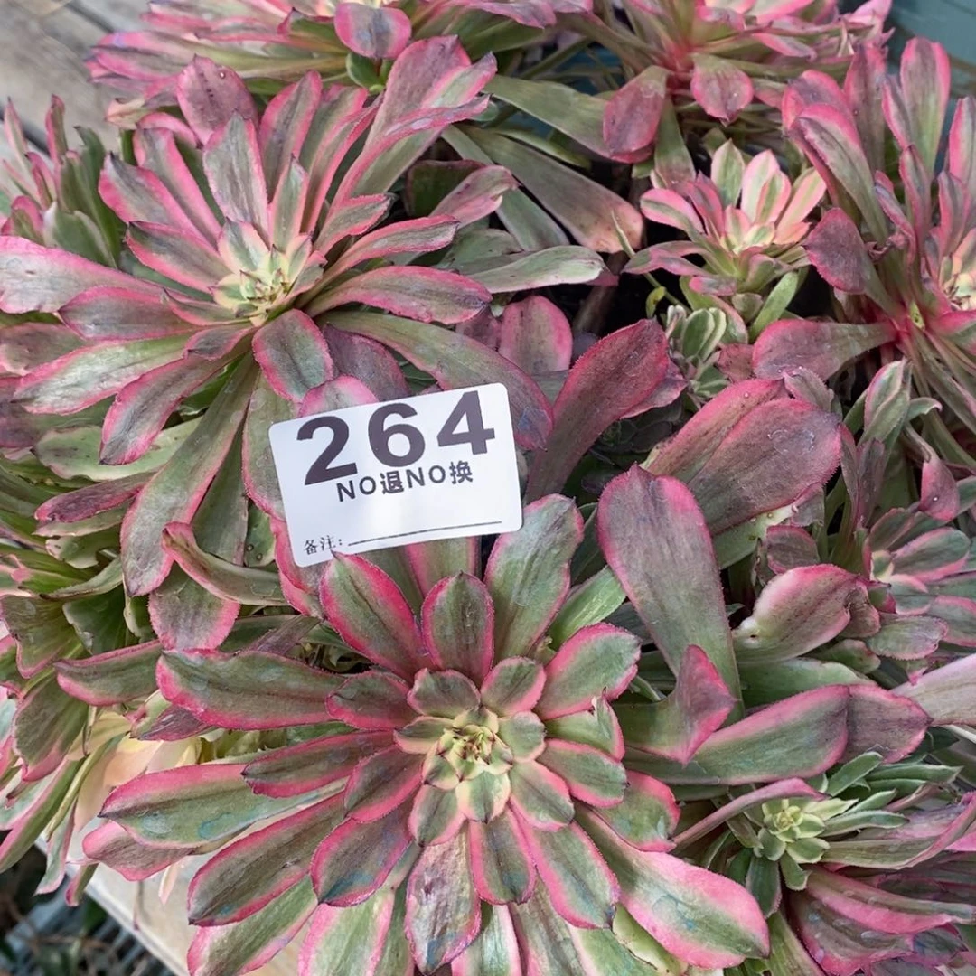 264多肉粉钻法师一个