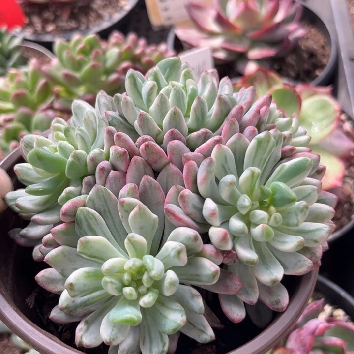 蓝精灵锦惊鸿一物一拍包装收缩花旱