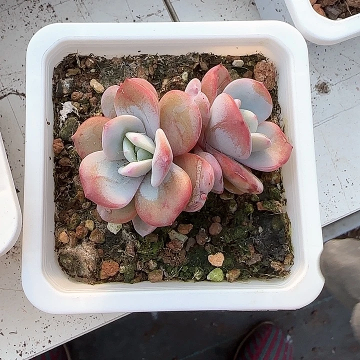 丽*?青蛙王子儿童牙膏111