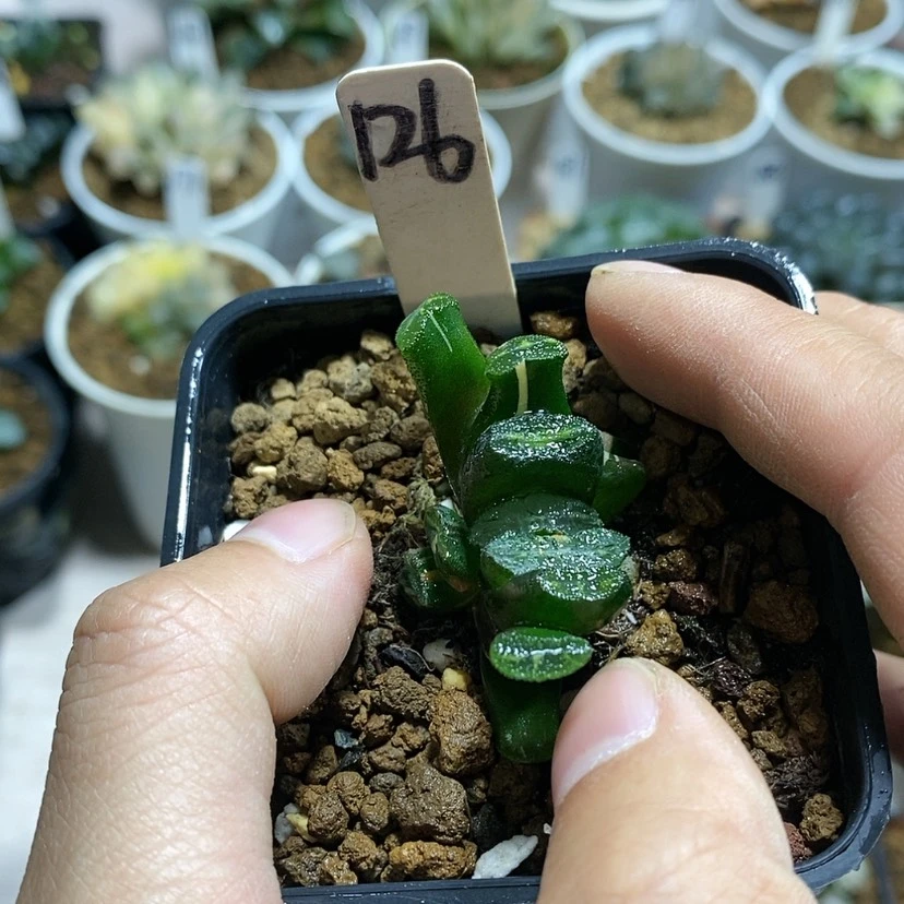 【闪购商品】恰*儿126实生