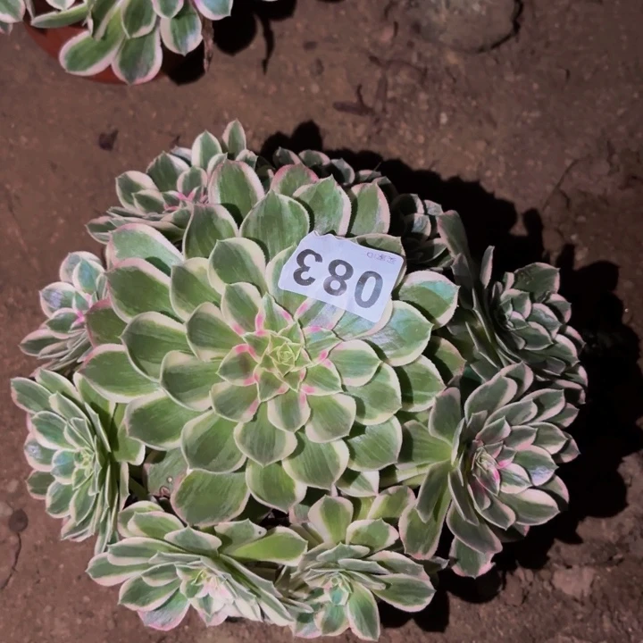 083玉芙蓉多肉植物不售后