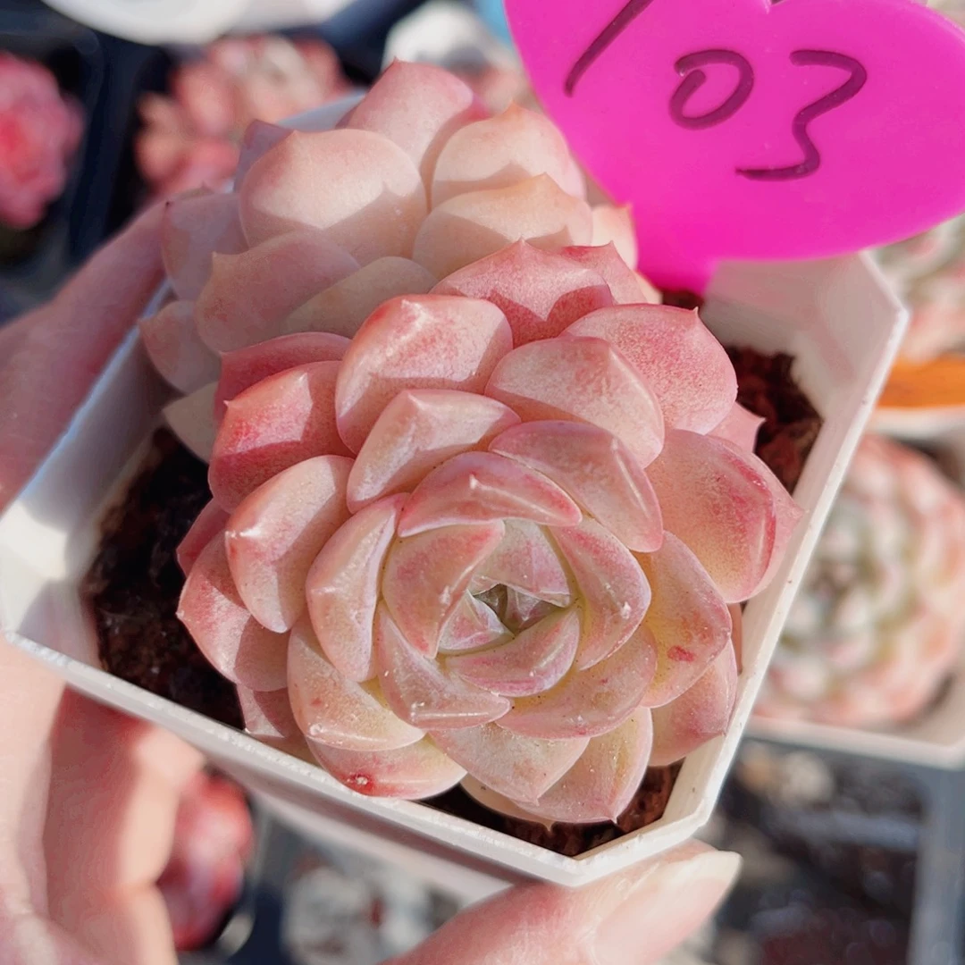 103号小老桩糖心双头