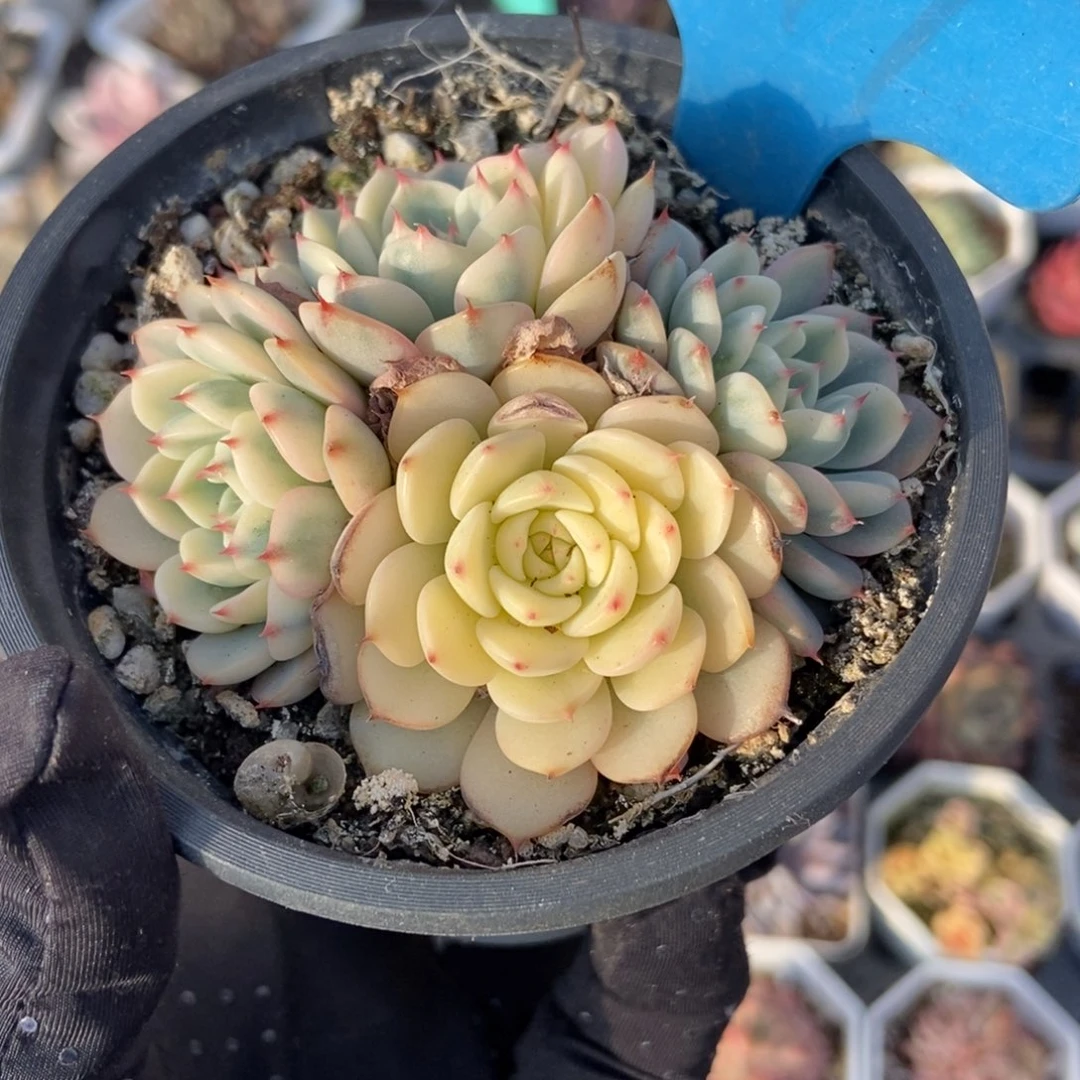 899忌廉锦多肉植物保护