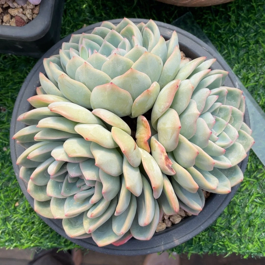 泡芙冠幅16 公分一物一拍