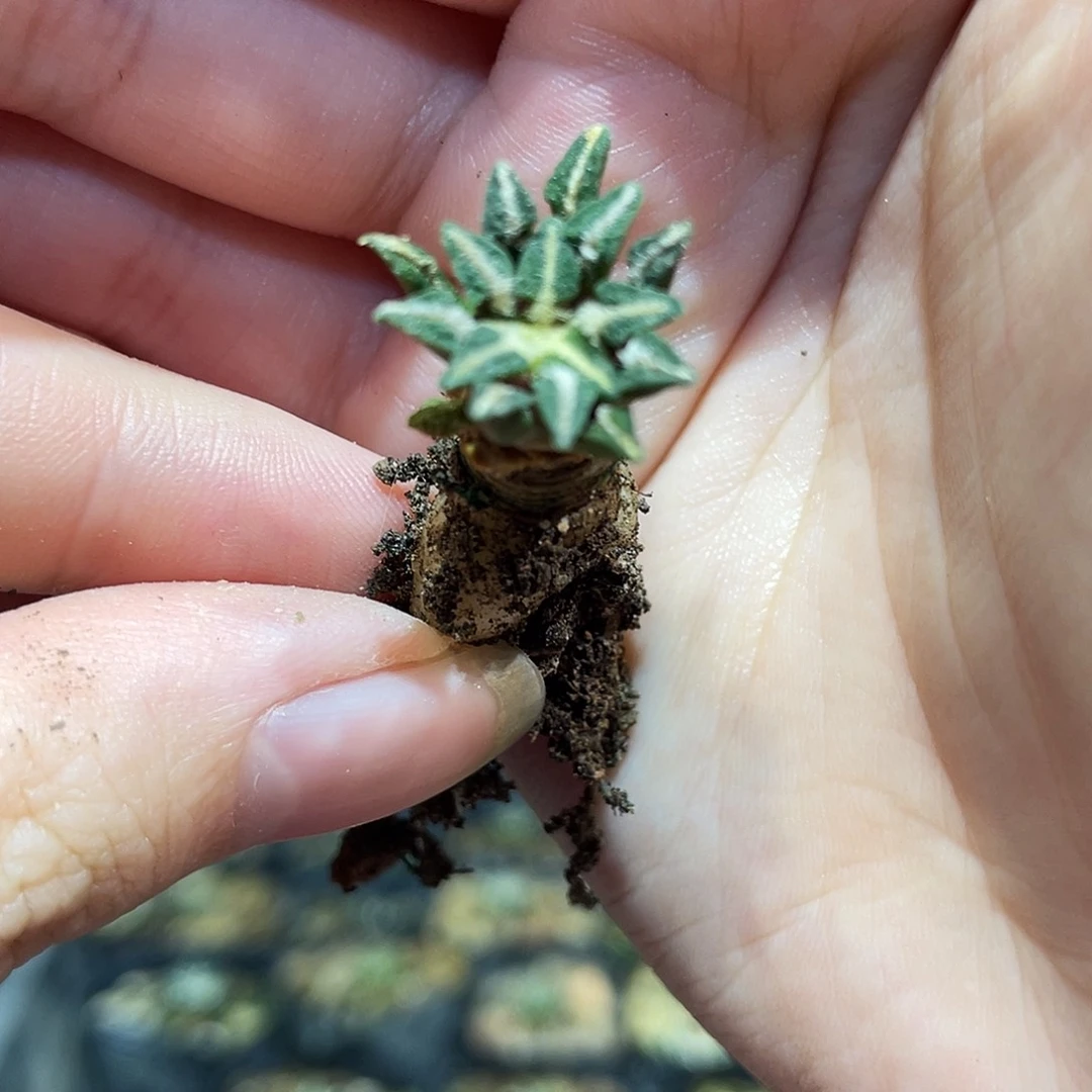 1.5cm实生特特小尤馒头姬牡丹萝卜根