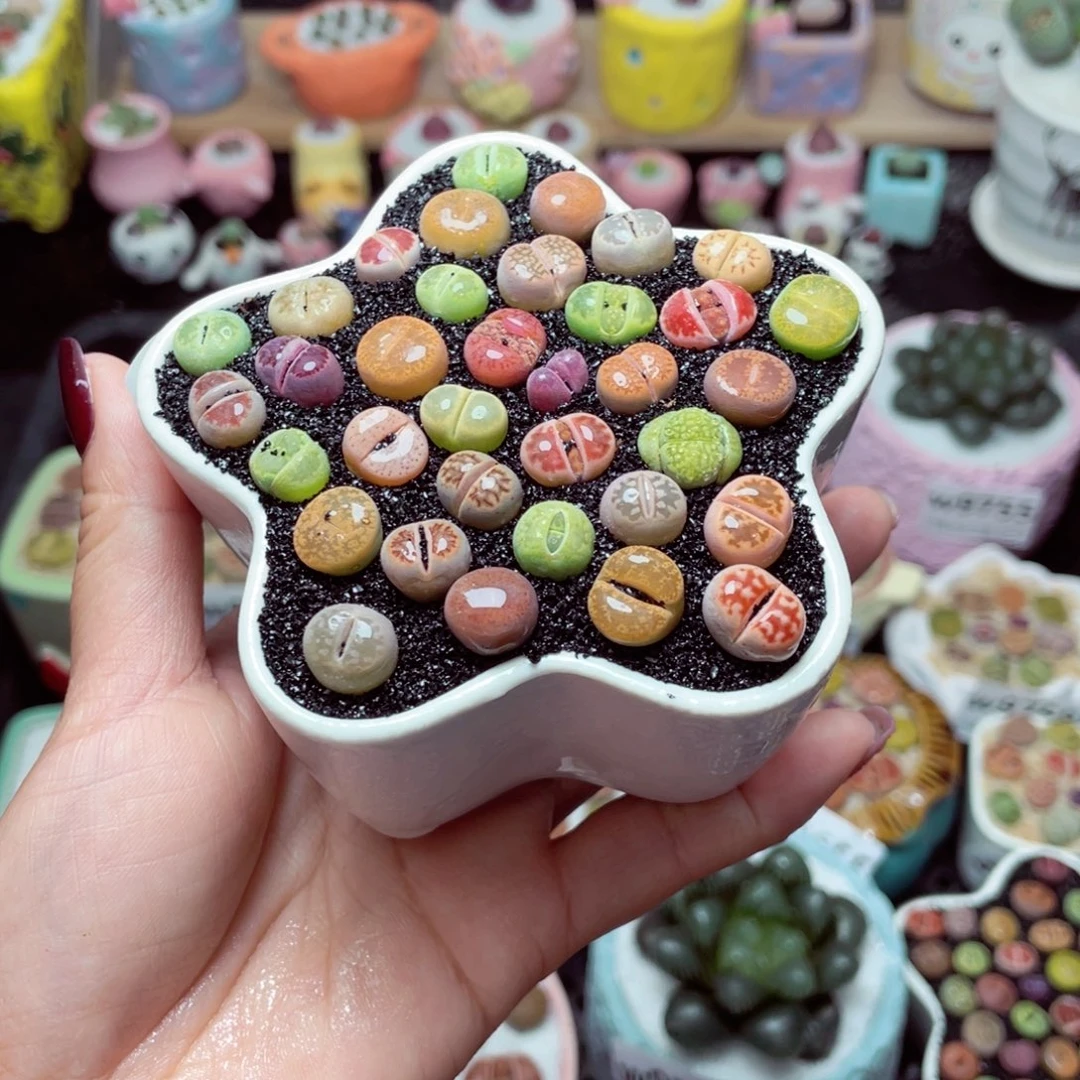 w9701 带盆土发货-零下地区拍保温箱