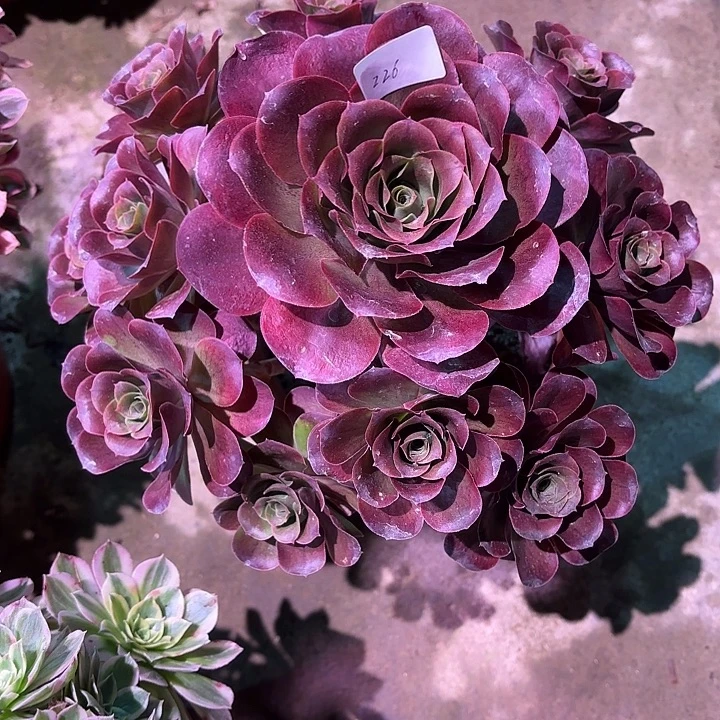 多肉植物魅金玫瑰00226