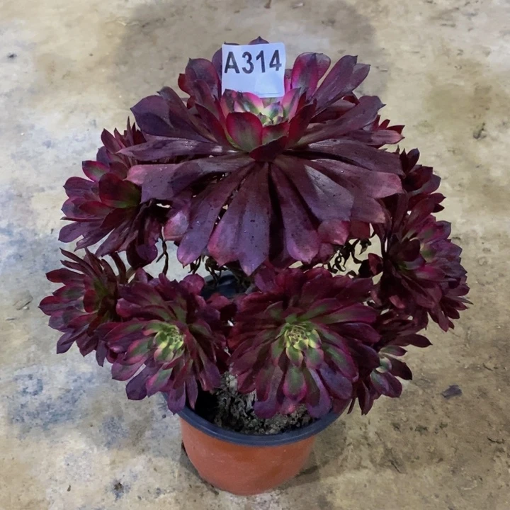 美肌多肉植物314