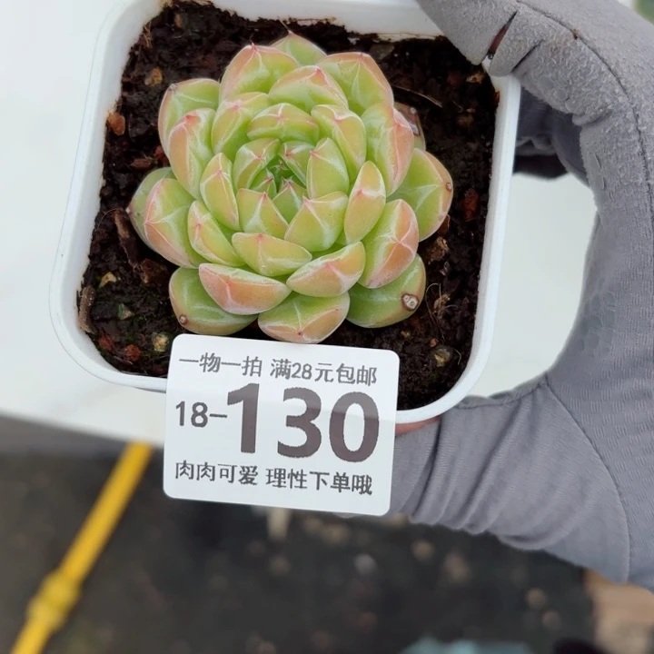 雪花珍妮无盆土无盆土发货