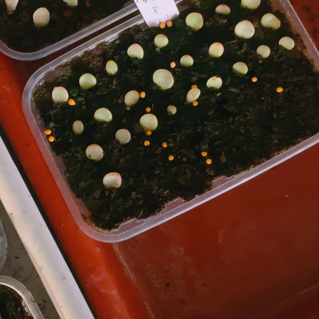 苍梧芝麻苗一个满25包邮