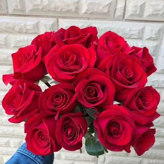 【卡罗拉月季】阳台庭院好养护抗病性强花卉绿植月季盆栽