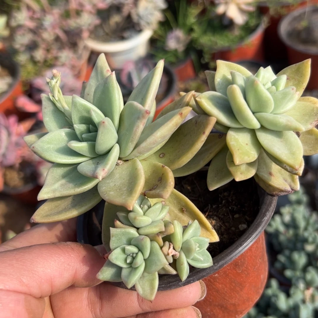 多肉植物多肉植物