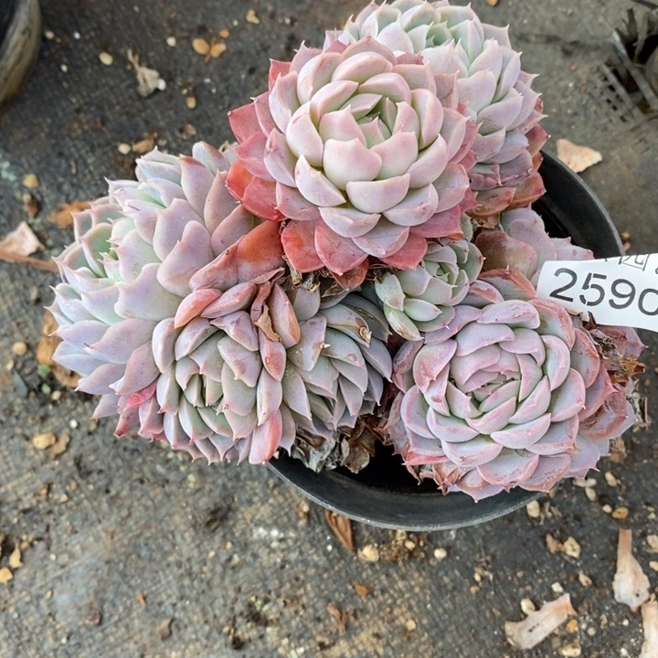 ****思2590散群不售后～12厘米