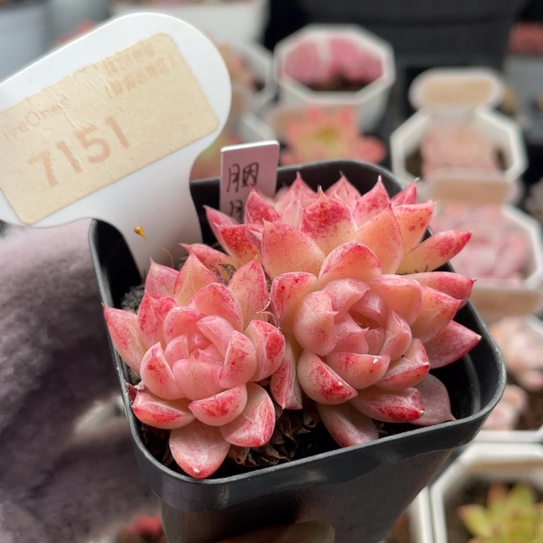 胭脂扣71515.5厘米