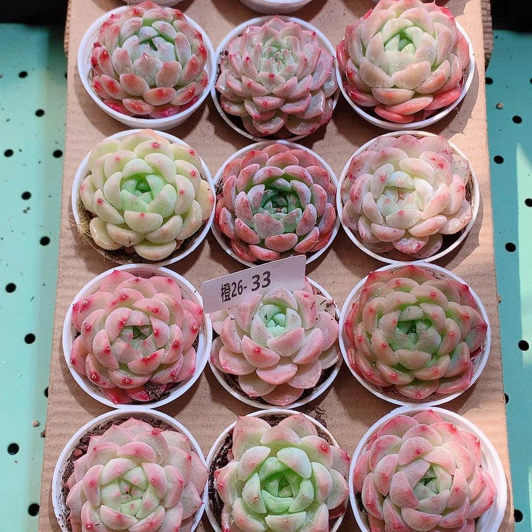 26-53一物一拍带盆18颗