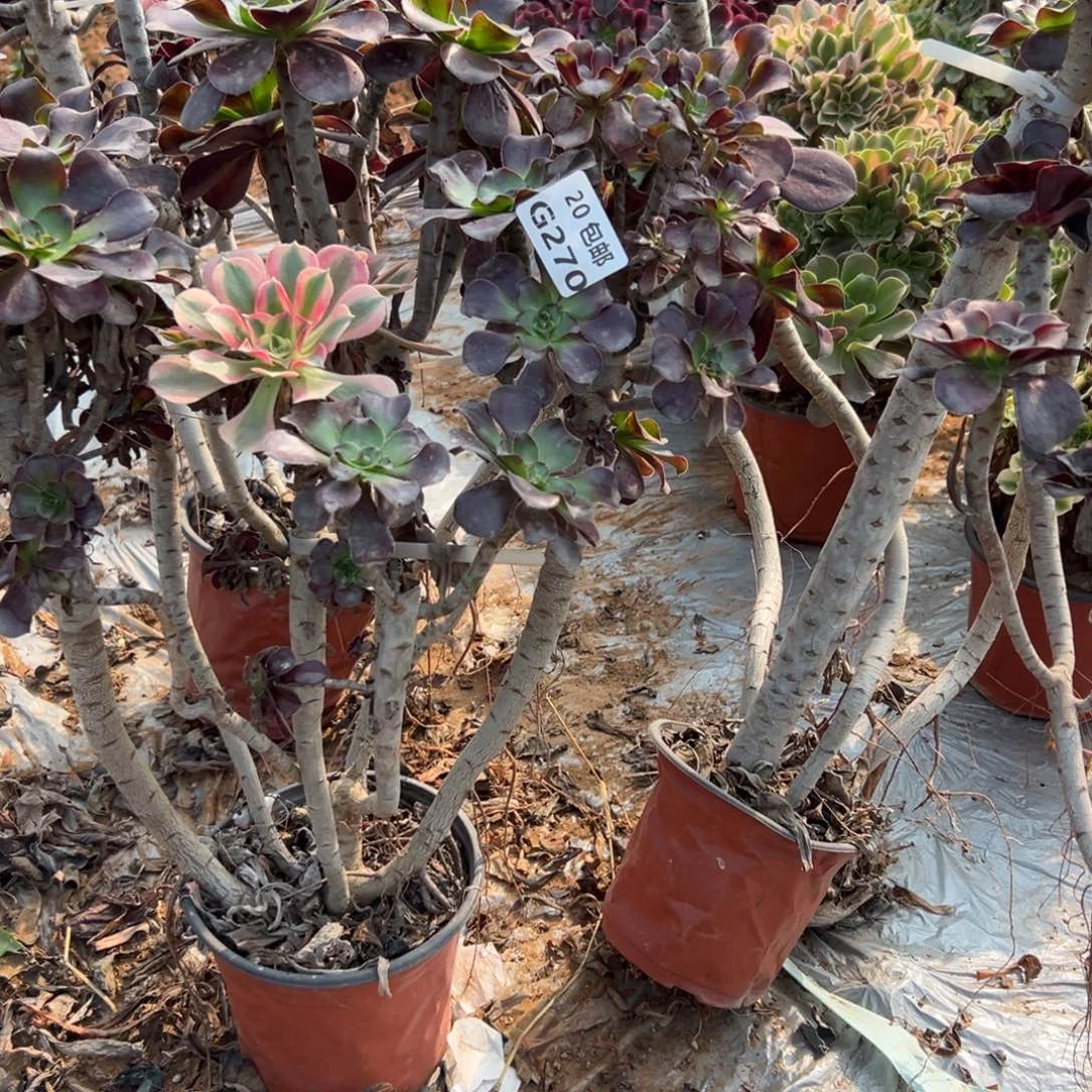 色***惑6颗组合，无毒，多肉法师