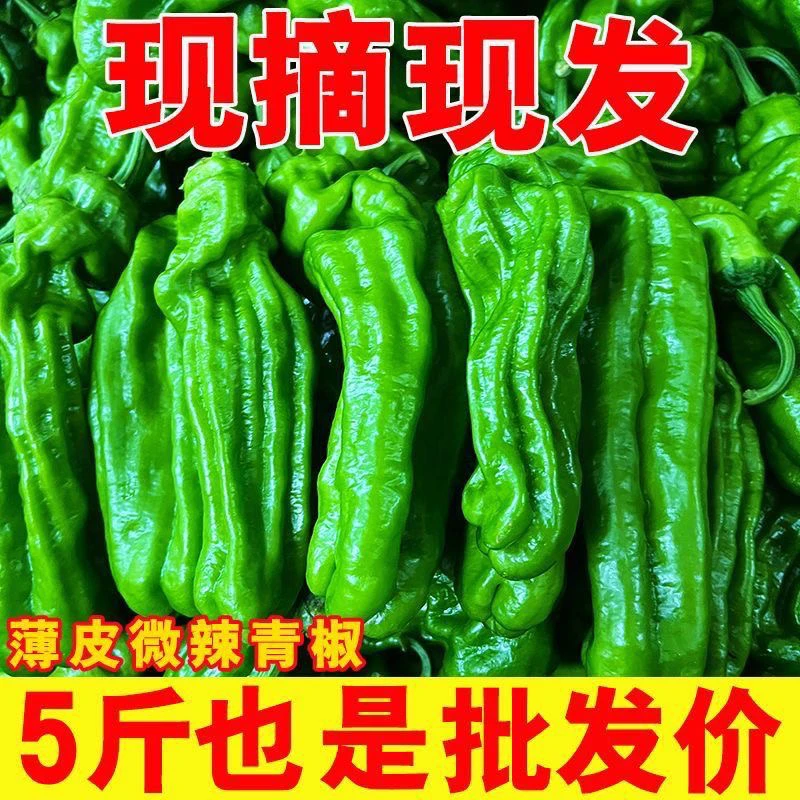 5斤苏北农家薄皮青椒虎皮椒苏椒农家露天种植现摘新鲜辣椒微辣