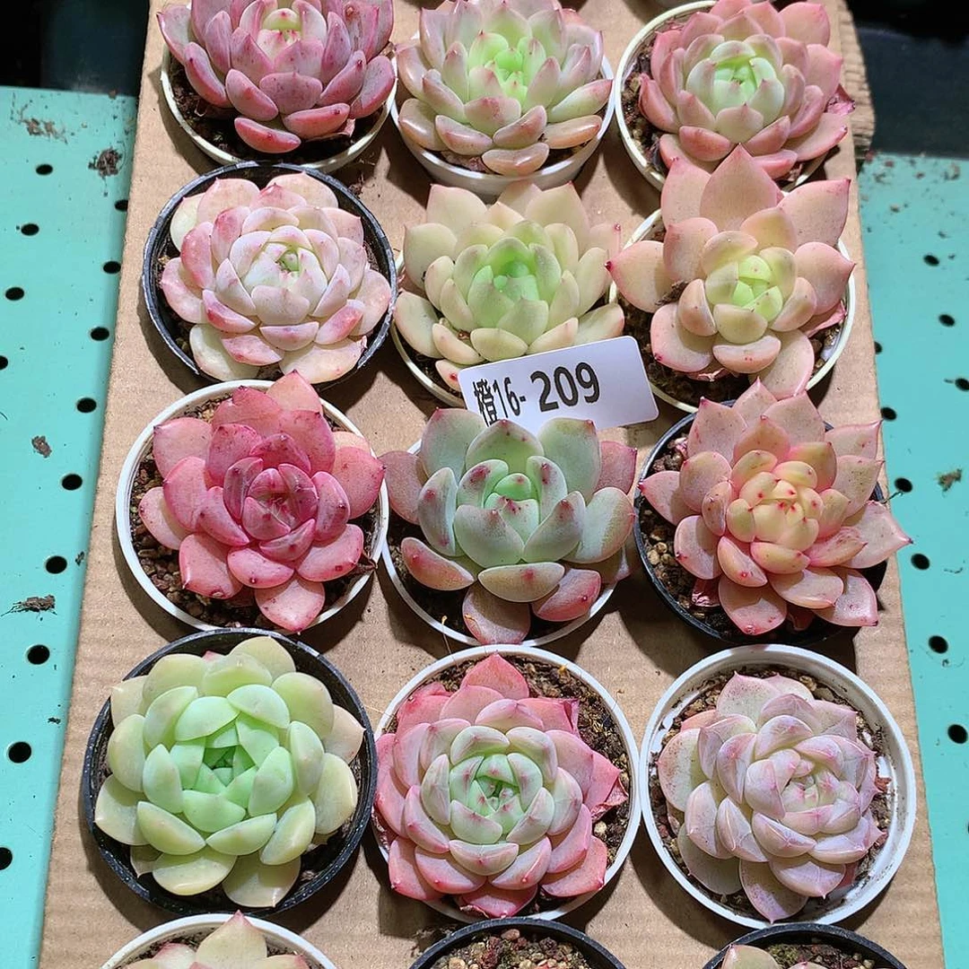 16-209一物一拍带盆18颗