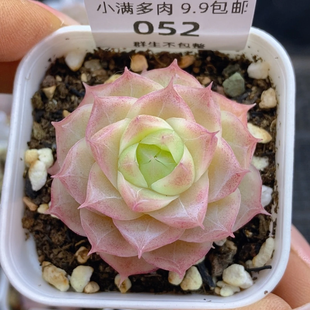 一物一拍9.9包邮052潘多拉女王