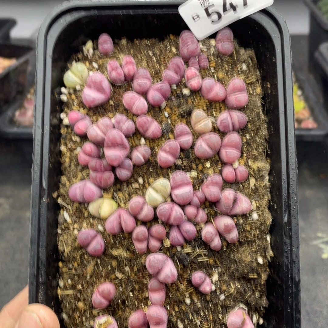 无铅玻璃00000000000547