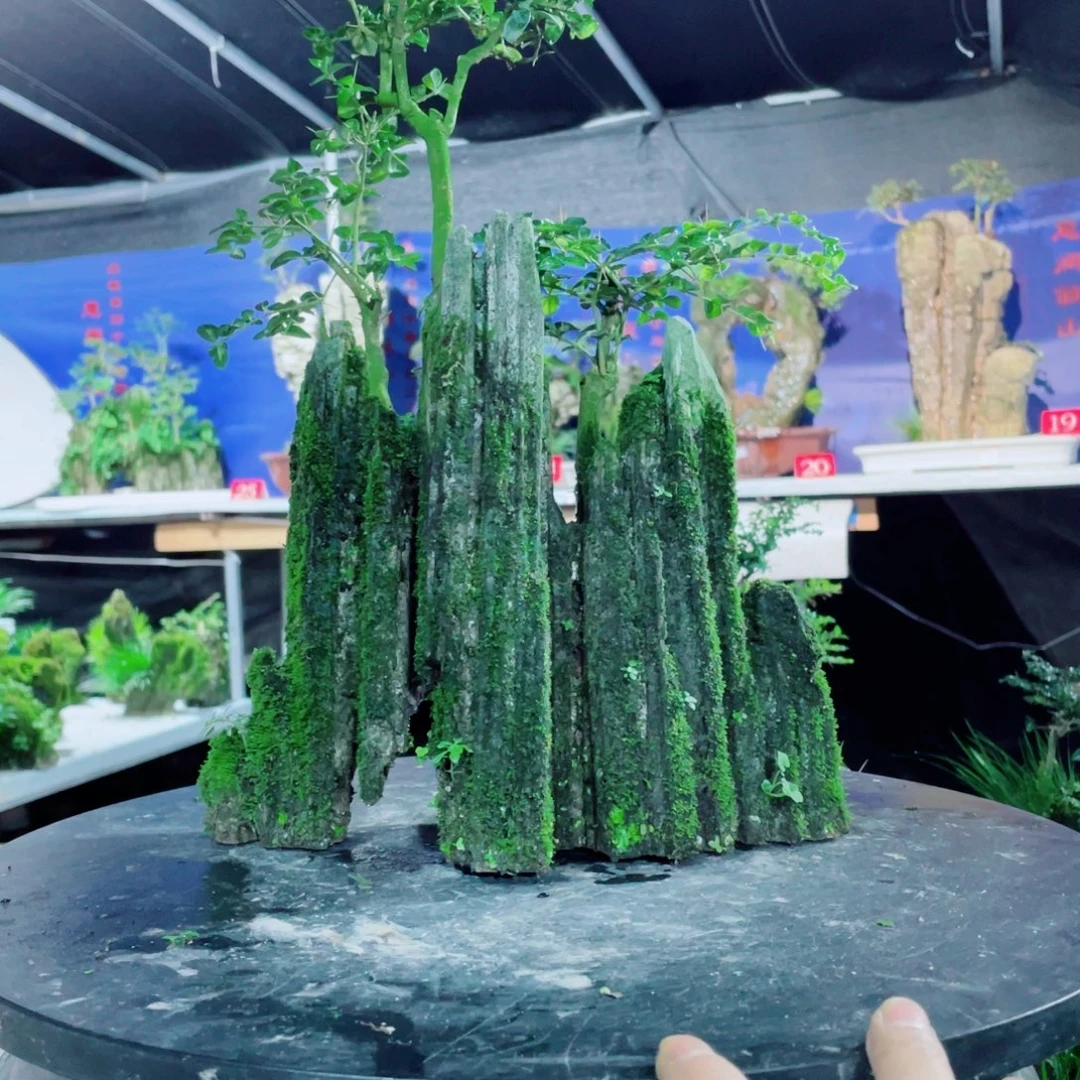 意***淋完全开放好喜欢你这个造型诶小