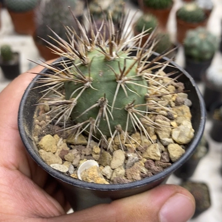 狂刺习志野特价福利