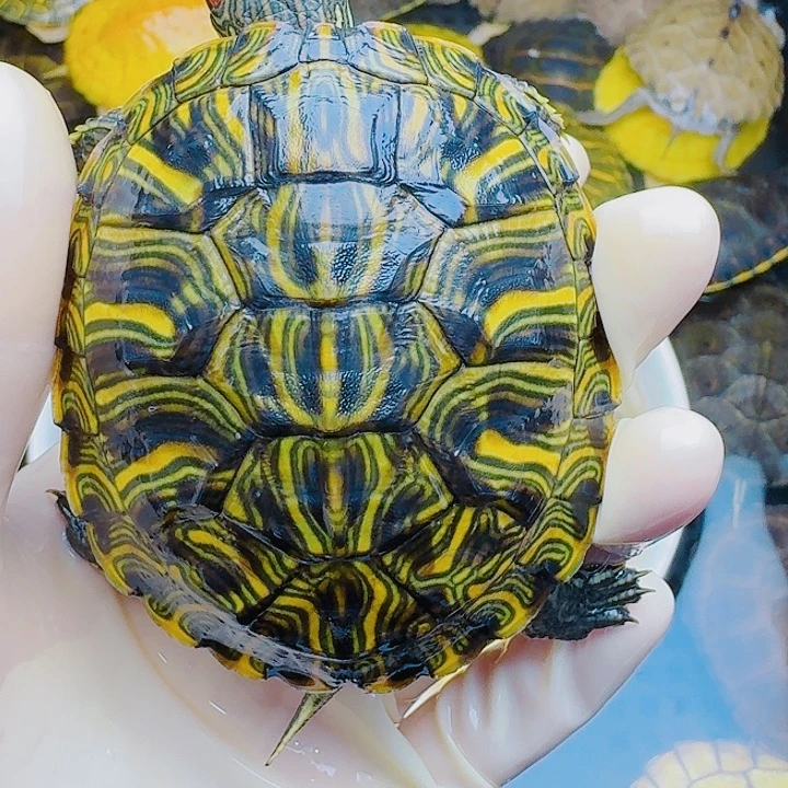 大***包绿毛龟母222222222222