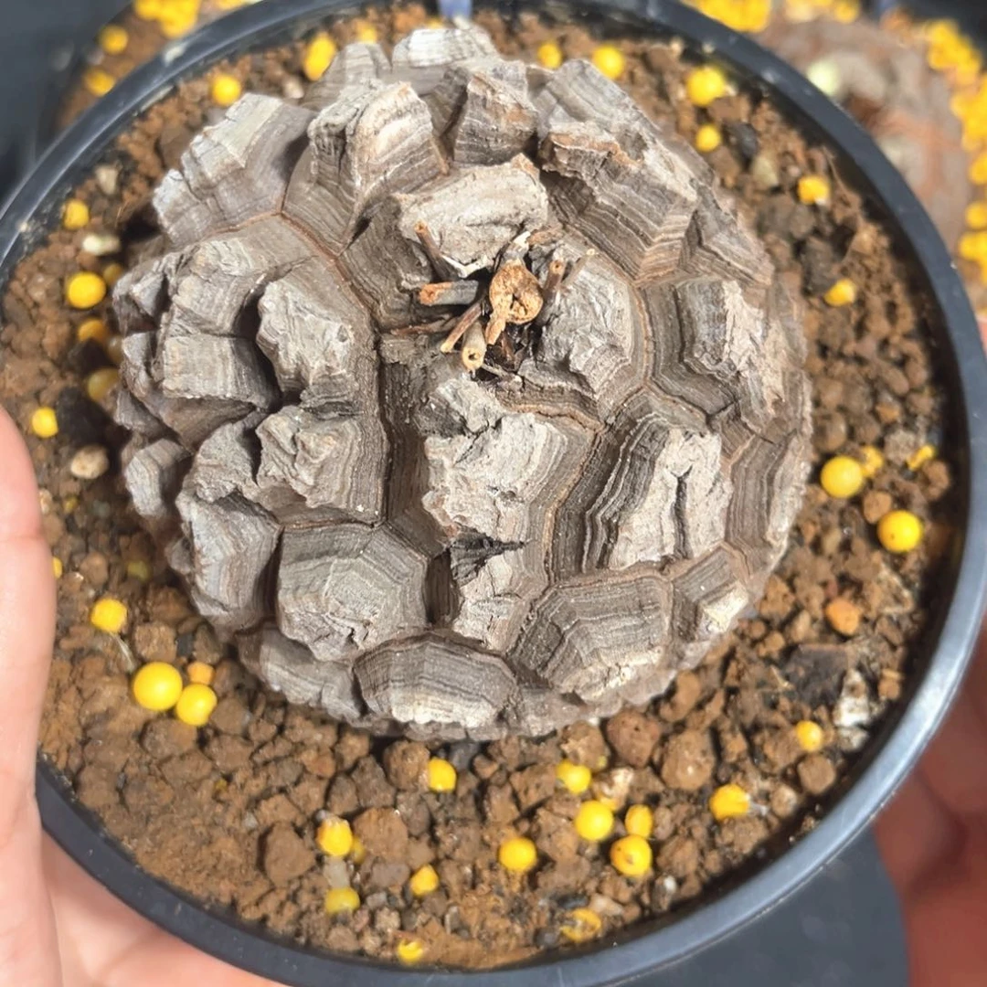 高724龟甲龙45788