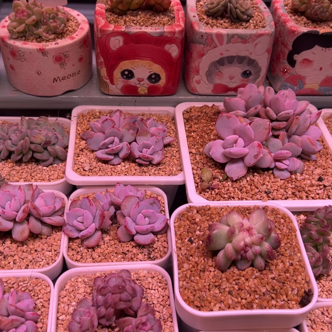 小妞专拍一物一拍