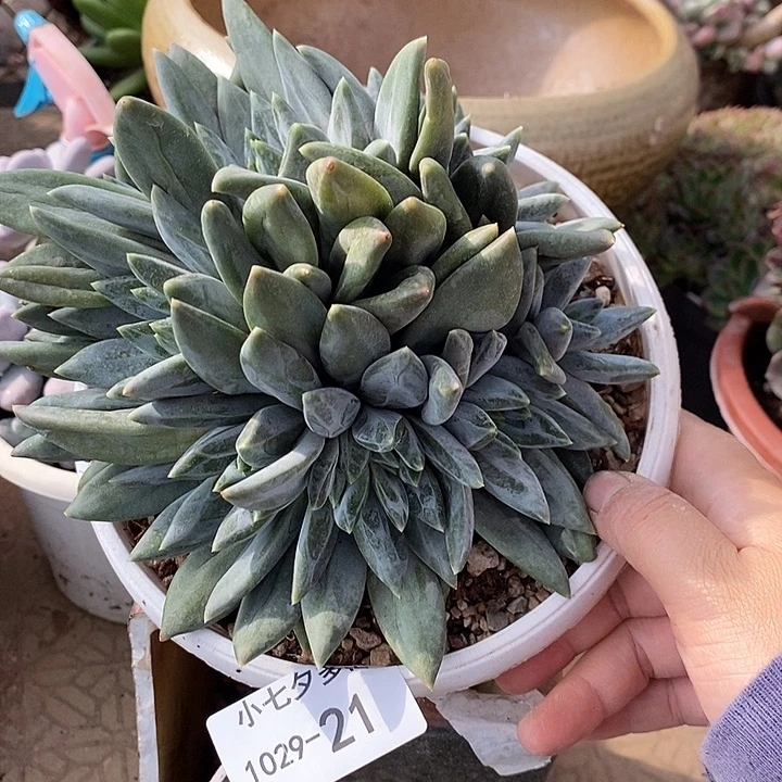 小七夕多肉重楼21