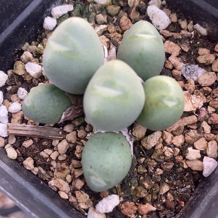2356口迪一群一群