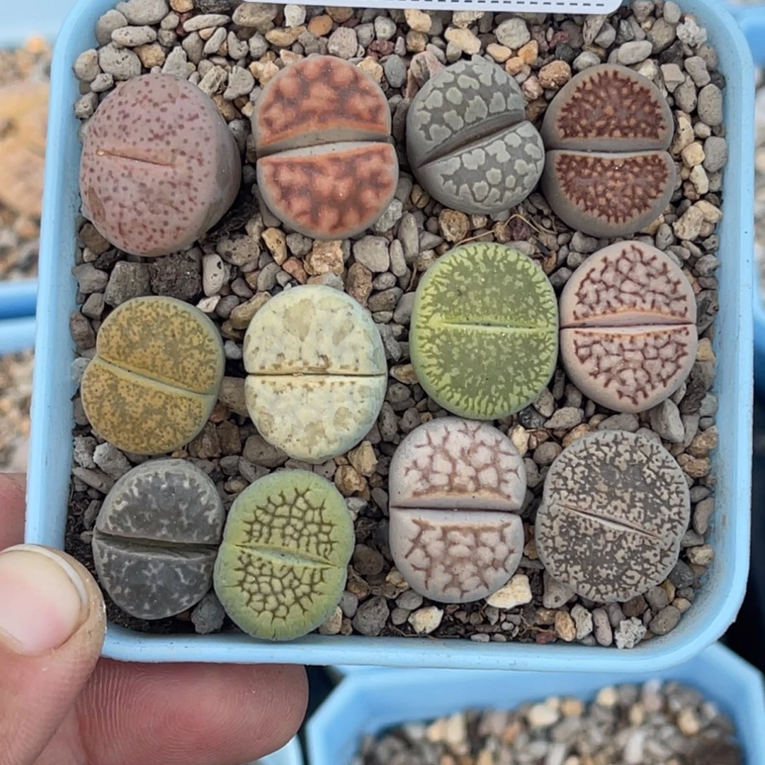 0888彩拼12颗尺寸1.6