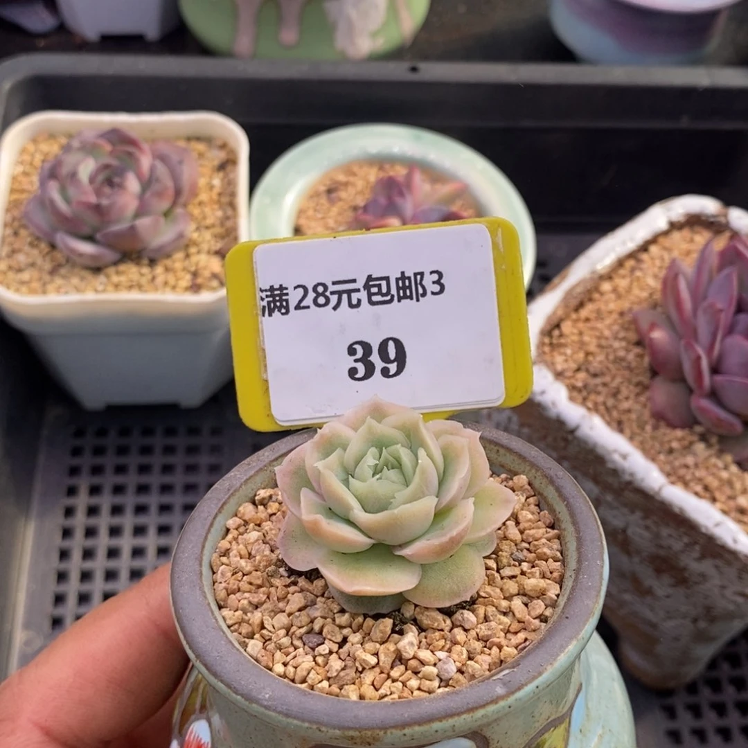 339水晶虾饺多肉植物