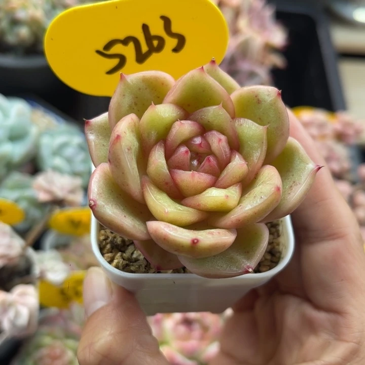 玉芷珍妮单头5263