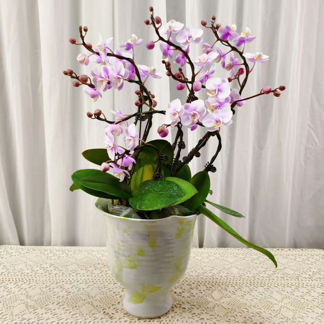 桦艺优选【小梅花】蝴蝶兰绿植花卉艺术高级盆栽植株很好养