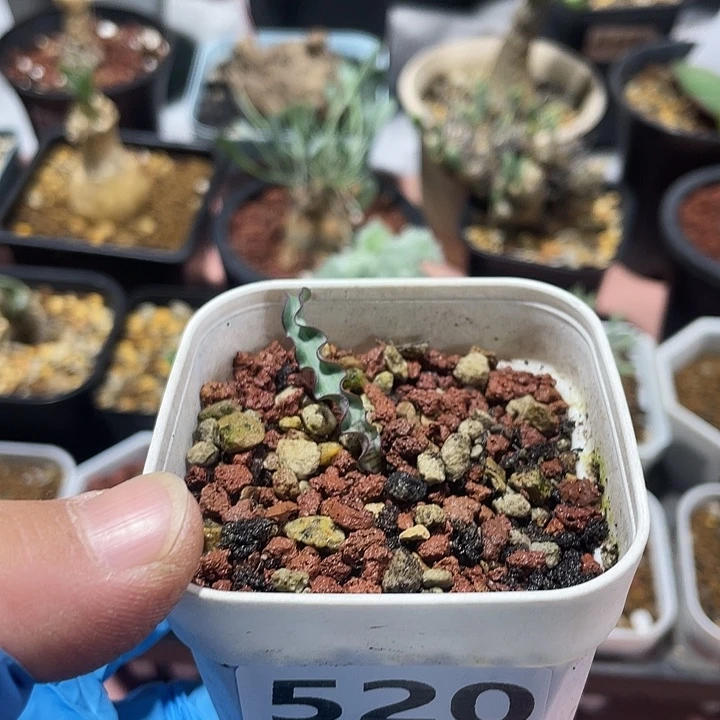 520产地波叶血莲块根