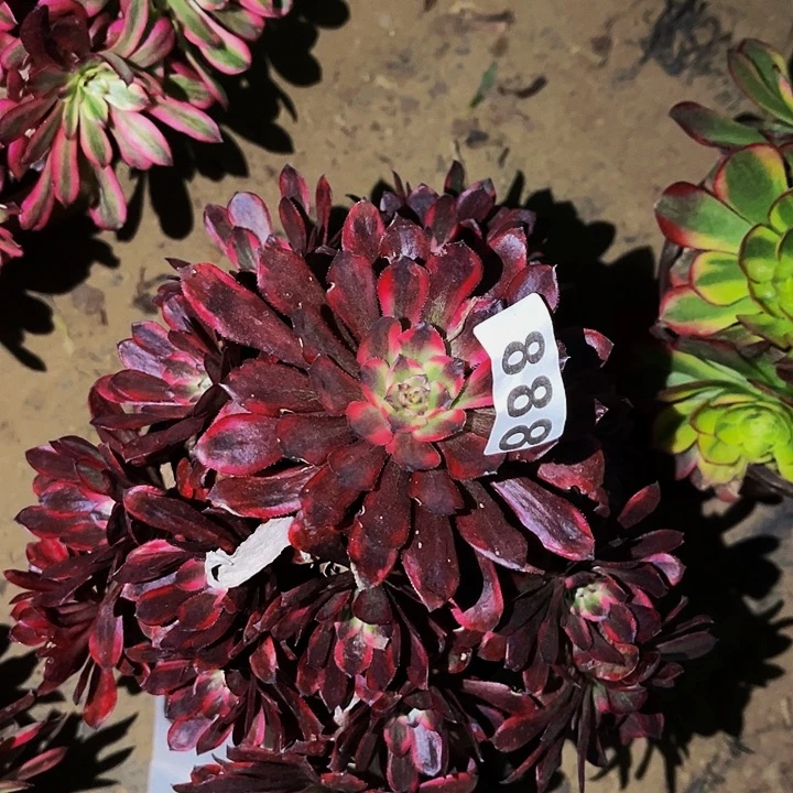 888红金刚多肉植物处理不售后