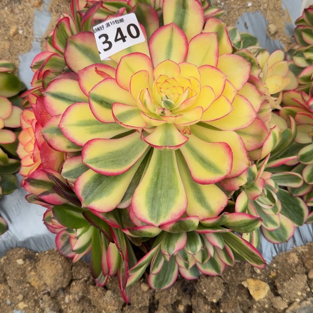 用****9340荔枝。多肉植物