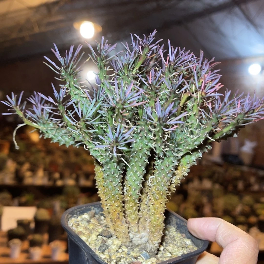 蜘蛛丸大老桩一物一拍