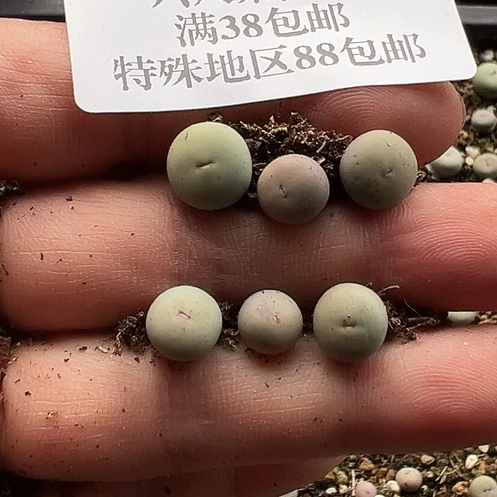 A***达202号小红嘴6个zyyyxyxywoz