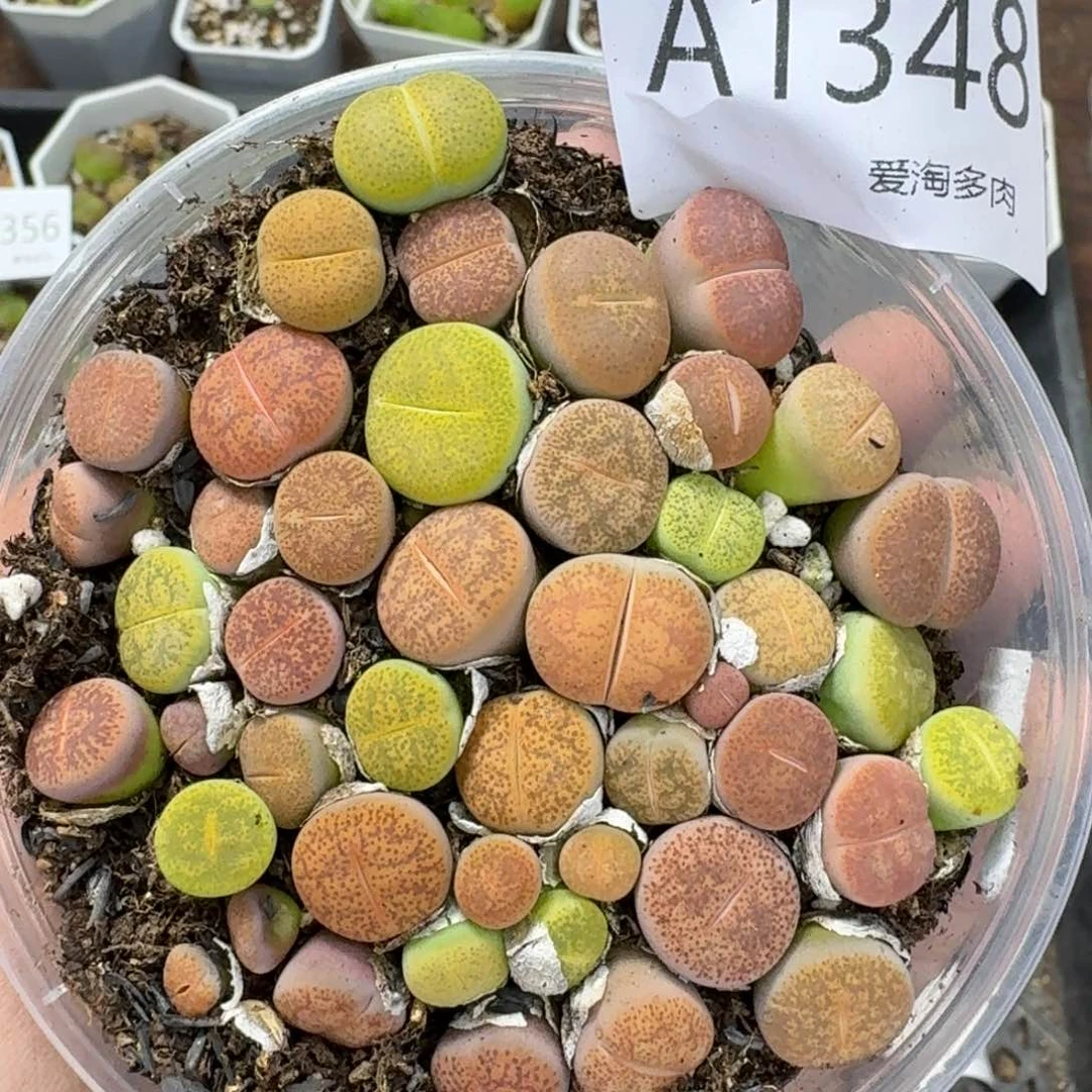 1348 生石花和肉锥