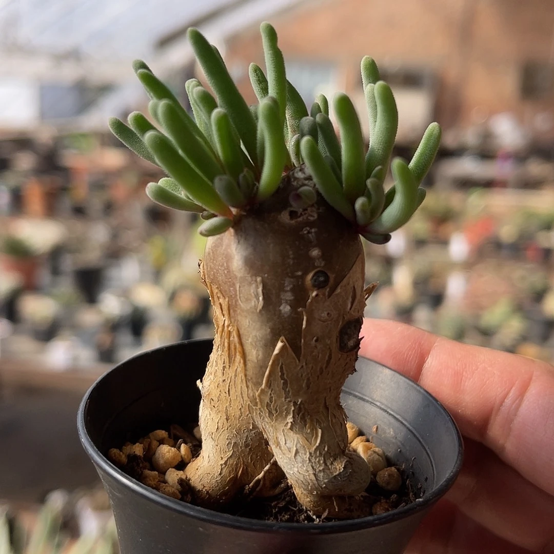 实生淡清霜一物一拍