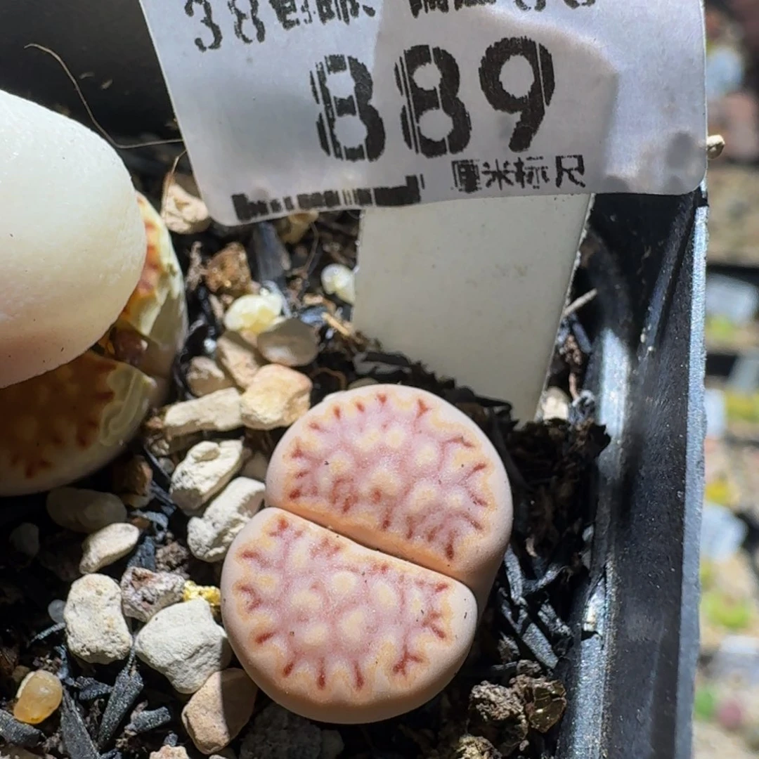 zzzz生石花肉锥889