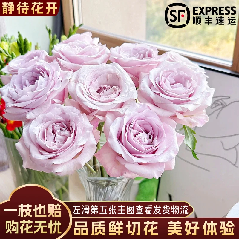 【静待花开】朵拉-A级单头玫瑰 云南鲜花斗南花卉顺丰包邮高品质