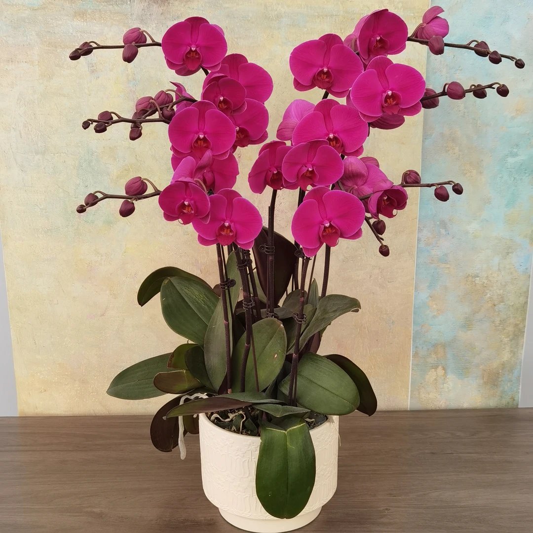 【大辣椒】蝴蝶兰紫色中大花型开花带花苞尊贵喜庆室内观赏花卉盆栽