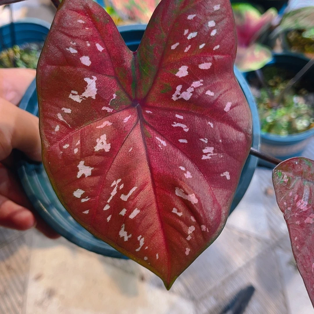 完全开放129泰彩